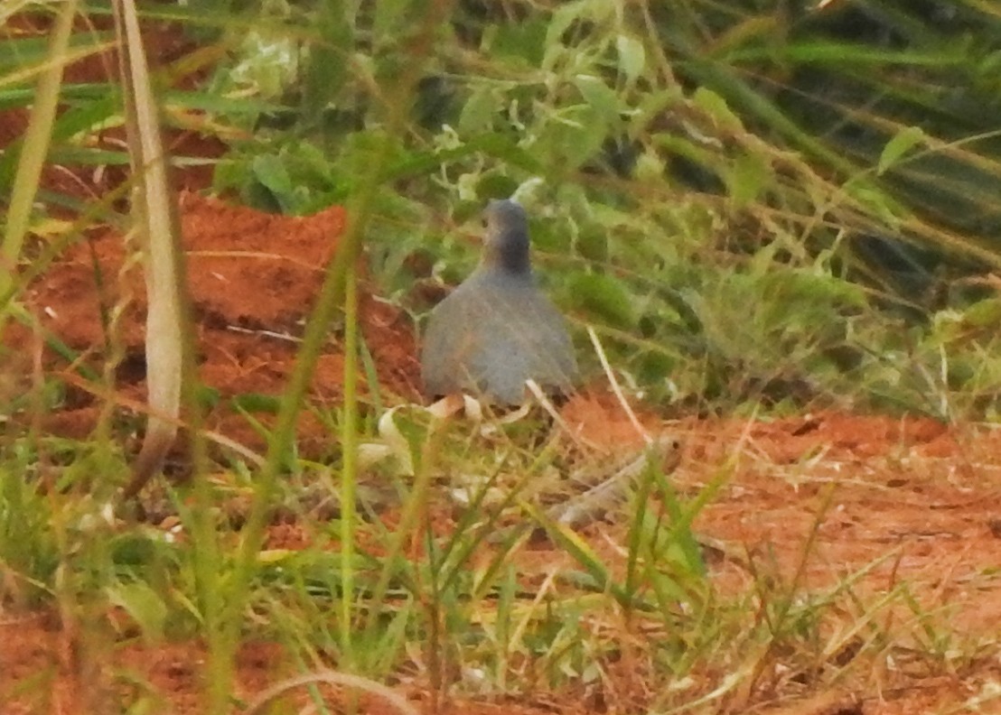 White-tipped Dove - ML621883646