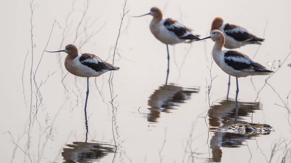 Avoceta Americana - ML621883654