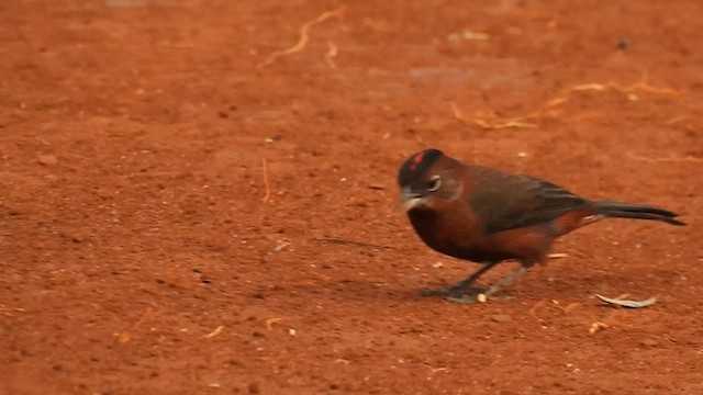 Red-crested Finch - ML621883657