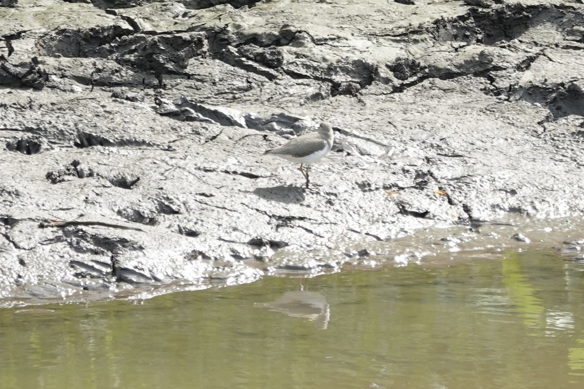 Spotted Sandpiper - ML621883663