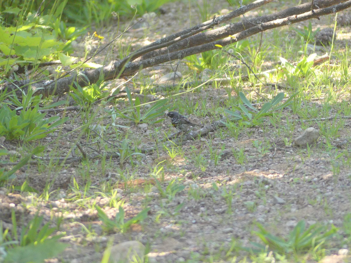 Yellow-rumped Warbler - ML621883667