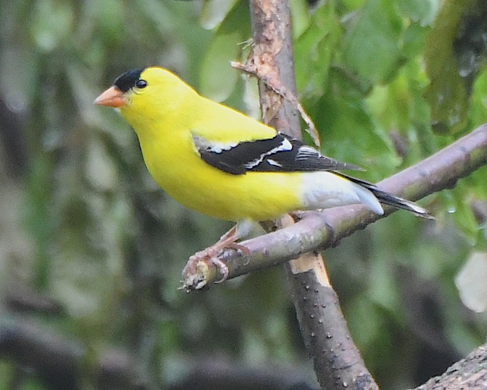 American Goldfinch - ML621883668