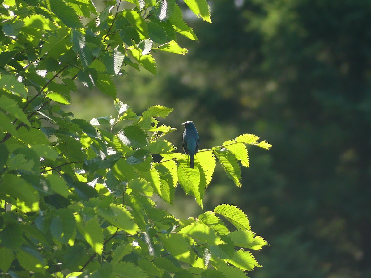 Indigo Bunting - ML621883670