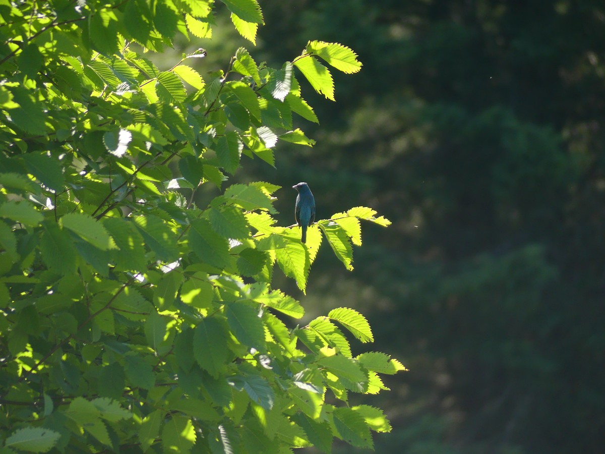 Indigo Bunting - ML621883671