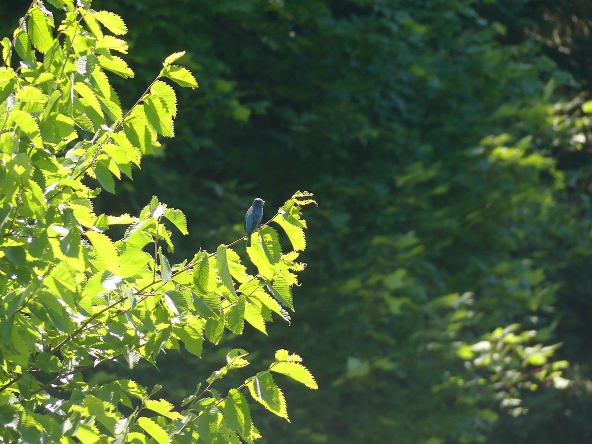 Indigo Bunting - ML621883672