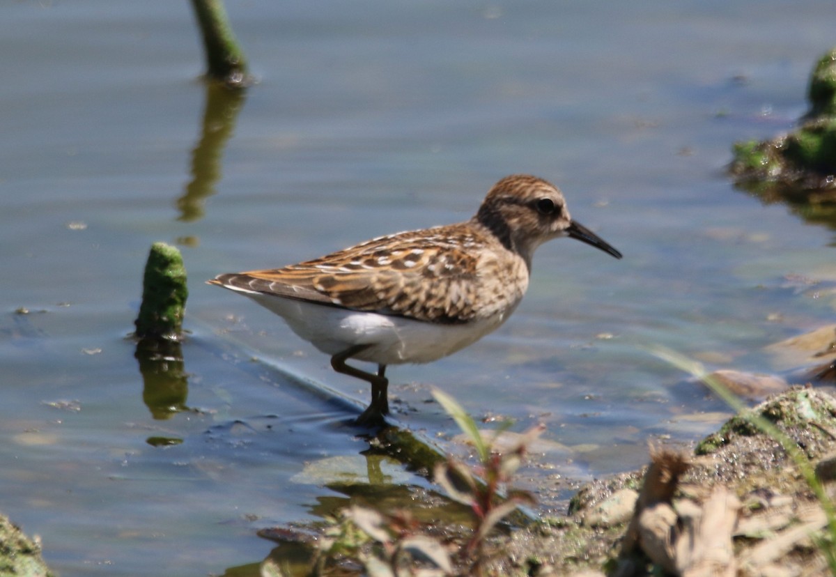 Least Sandpiper - ML621883680