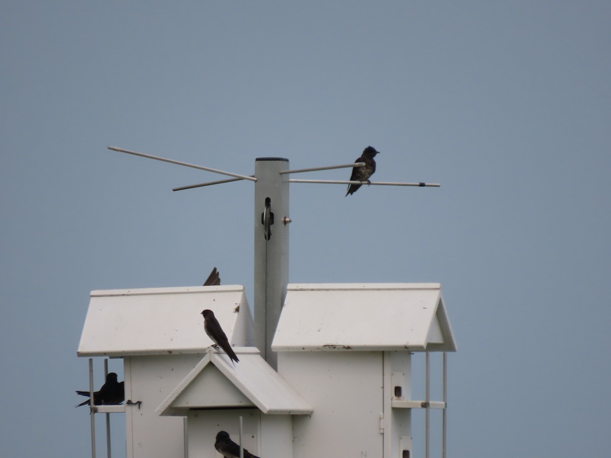 Purple Martin - ML621883683