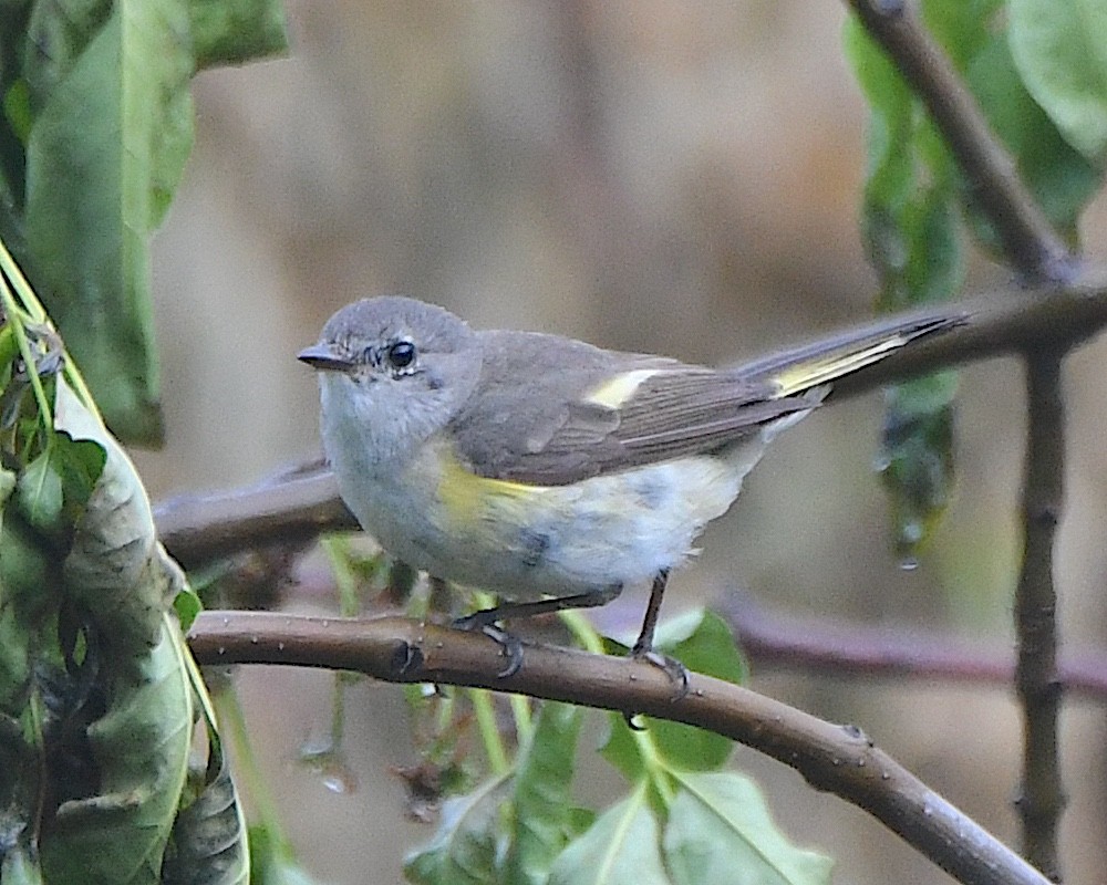 American Redstart - ML621883684