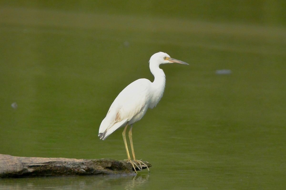 Little Blue Heron - Seth Honig
