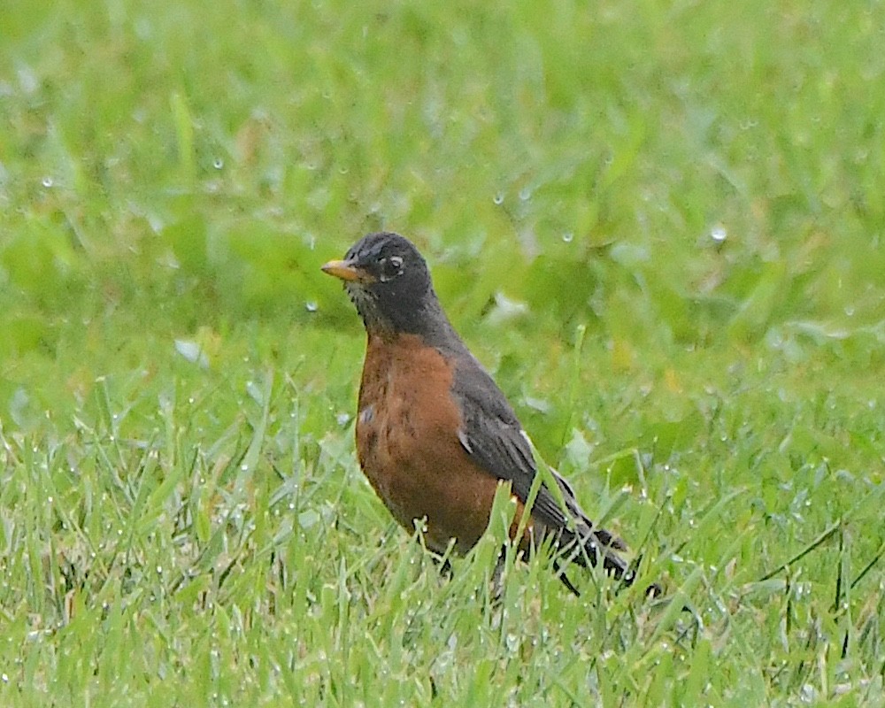 American Robin - ML621883696