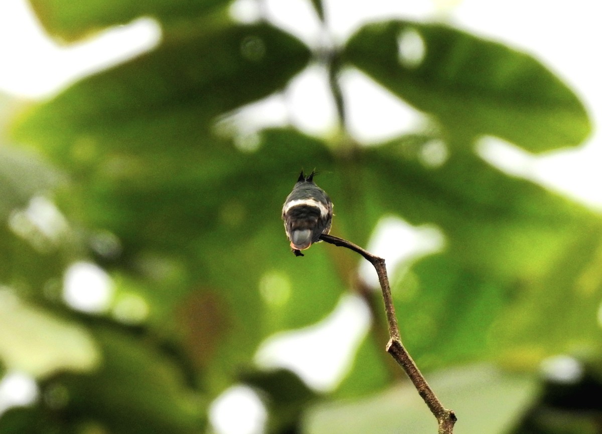 Black-crested Coquette - ML621883715