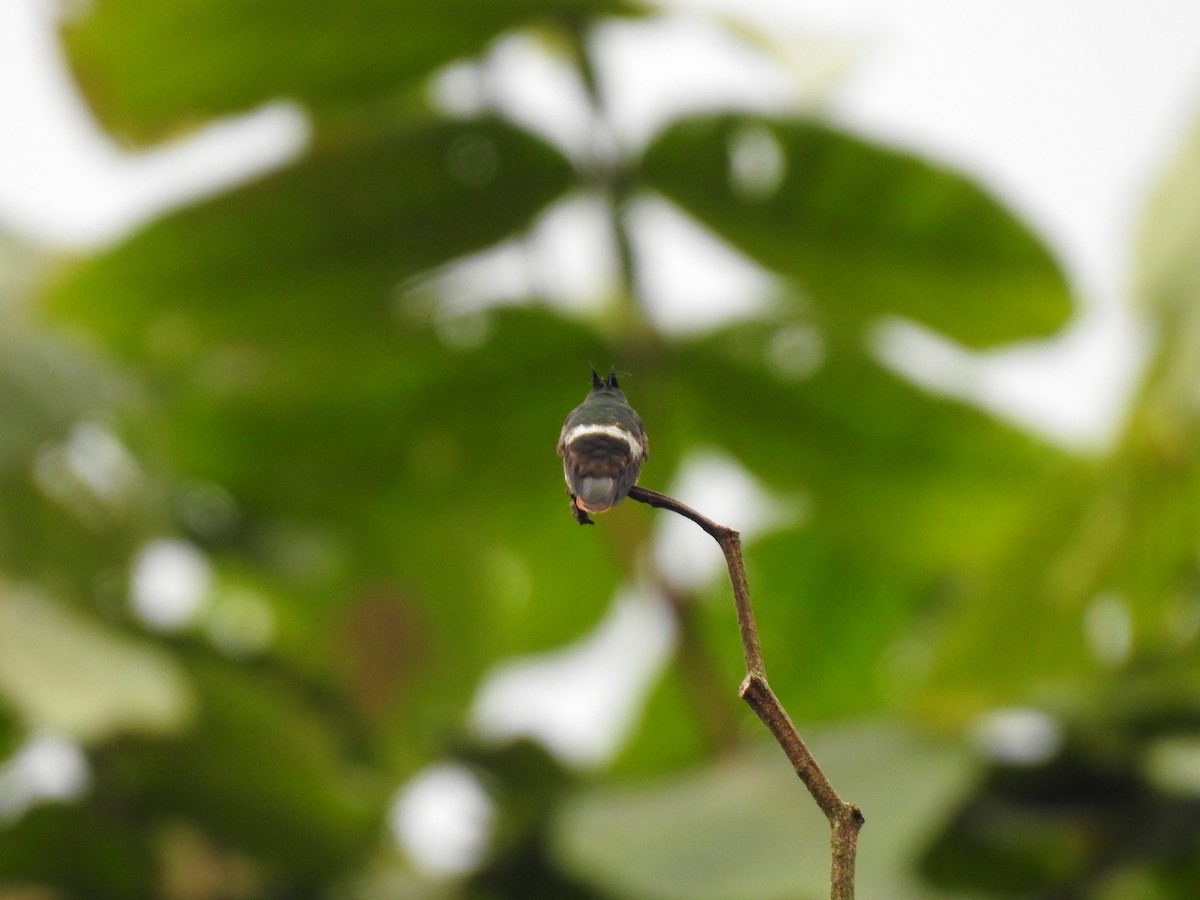 Black-crested Coquette - ML621883716