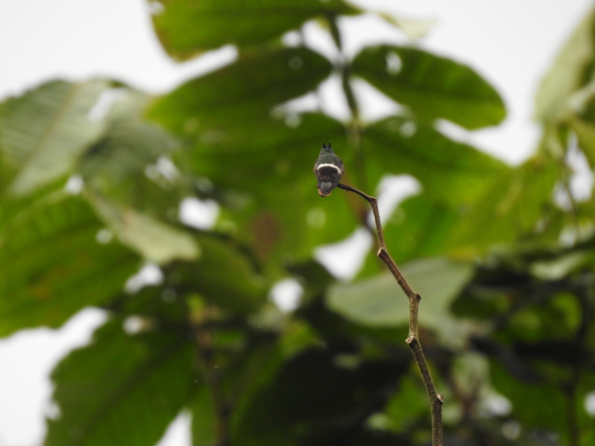 Black-crested Coquette - ML621883717