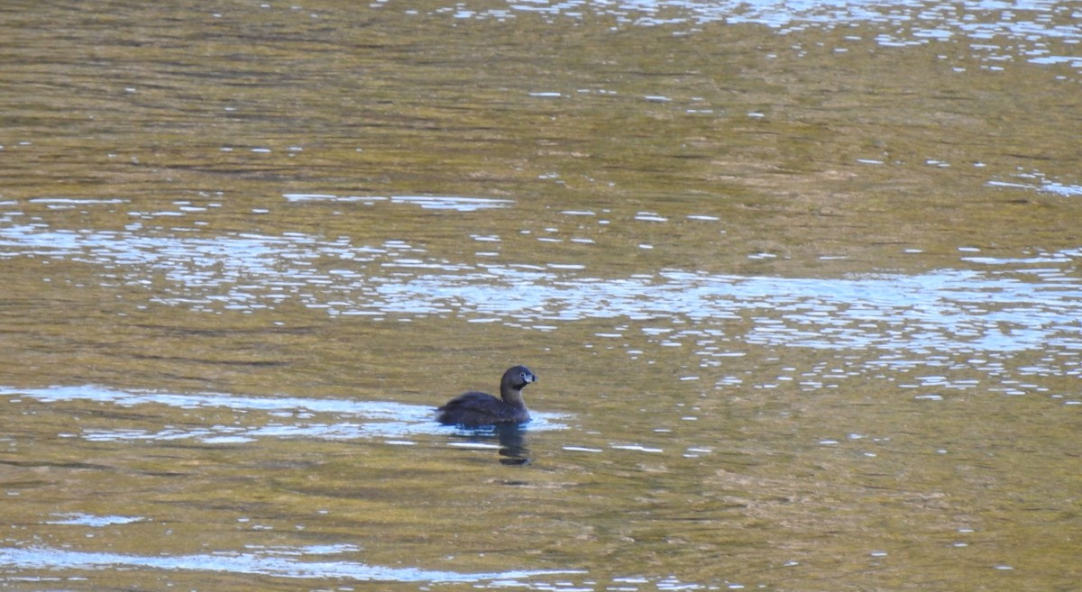 Pied-billed Grebe - Cristina Ríos