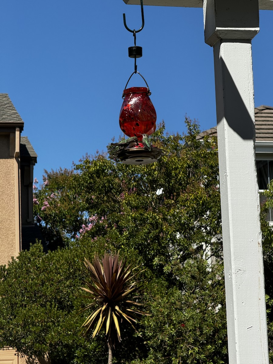 Anna's Hummingbird - ML621883735