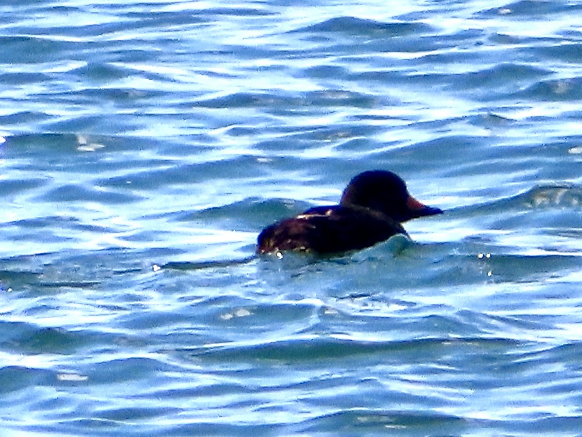 Black Scoter - ML621883740