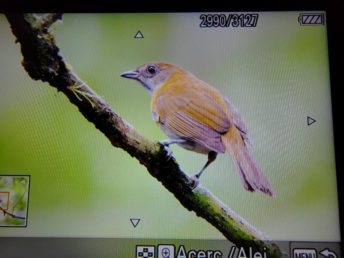 Ashy-throated Chlorospingus - ML621883743