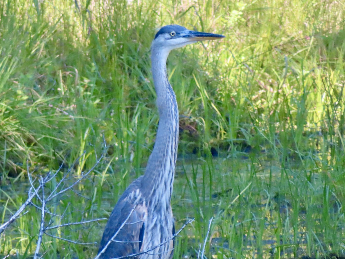 Great Blue Heron - ML621883744