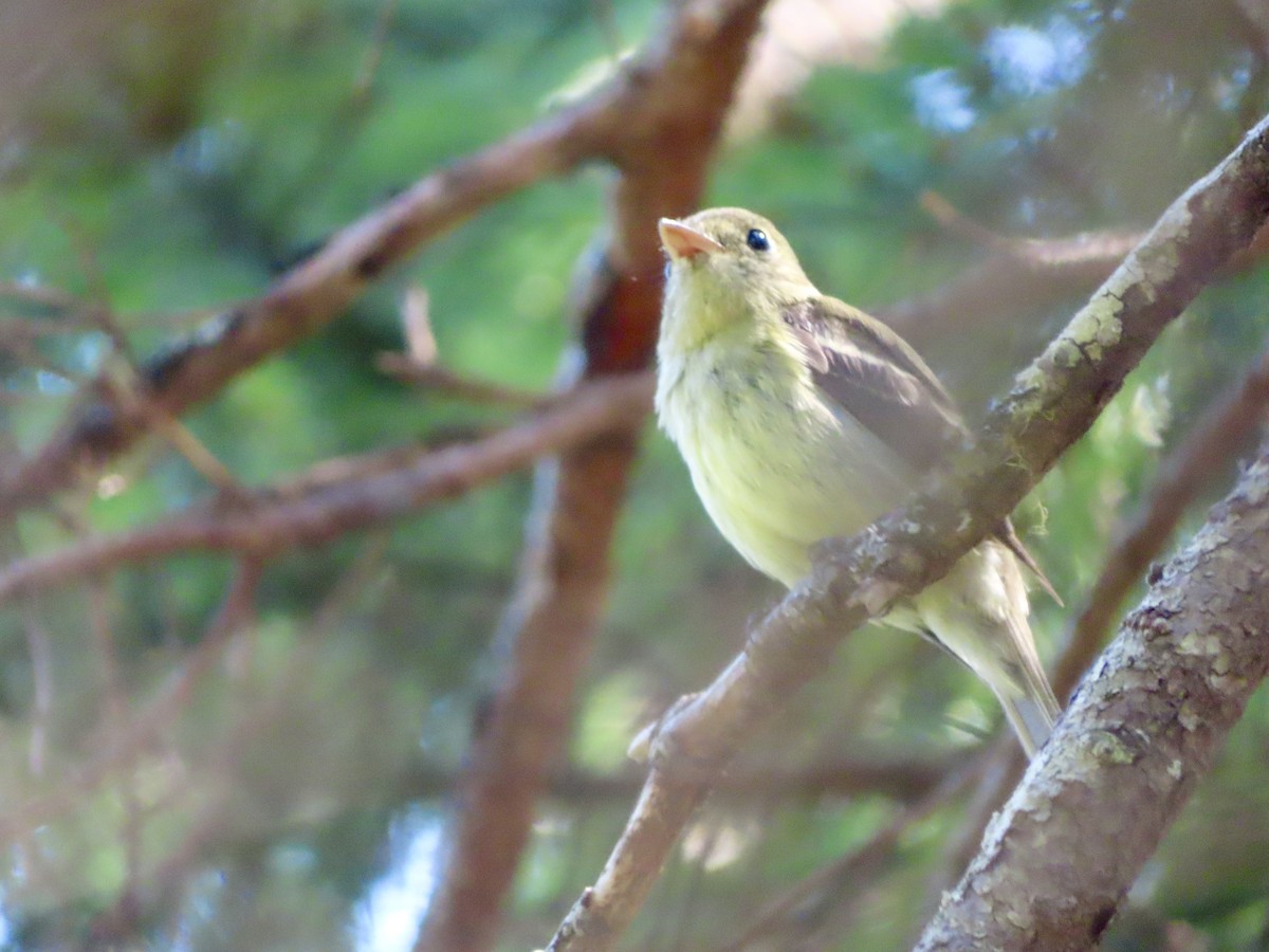 Yellow-bellied Flycatcher - ML621883748