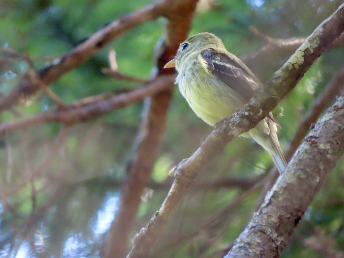 Yellow-bellied Flycatcher - ML621883749