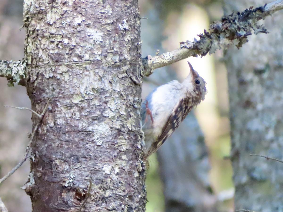 Brown Creeper - ML621883763