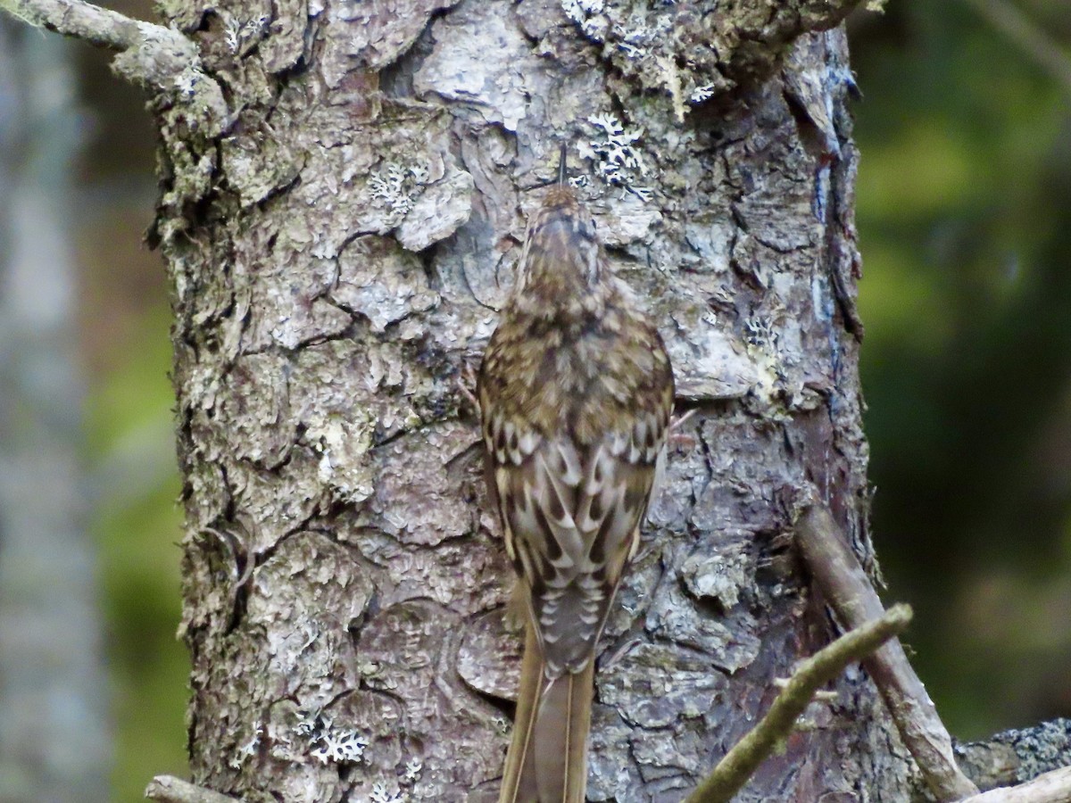 Brown Creeper - ML621883764