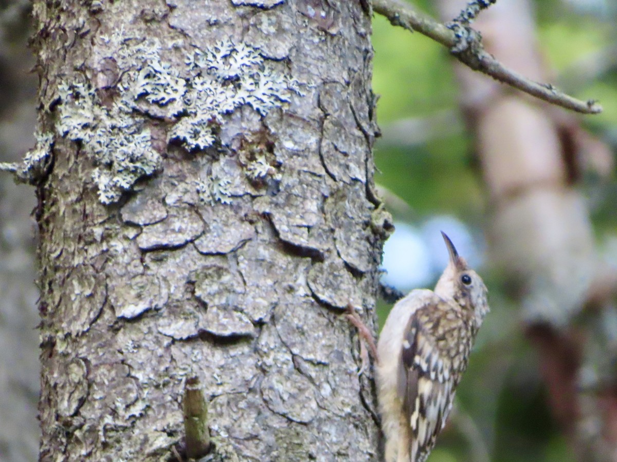 Brown Creeper - ML621883765