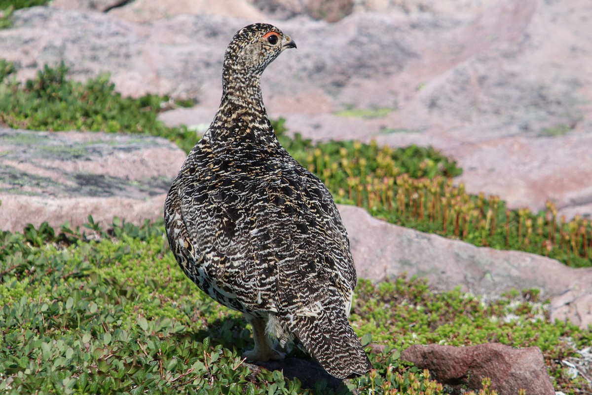 Rock Ptarmigan - James Teitgen