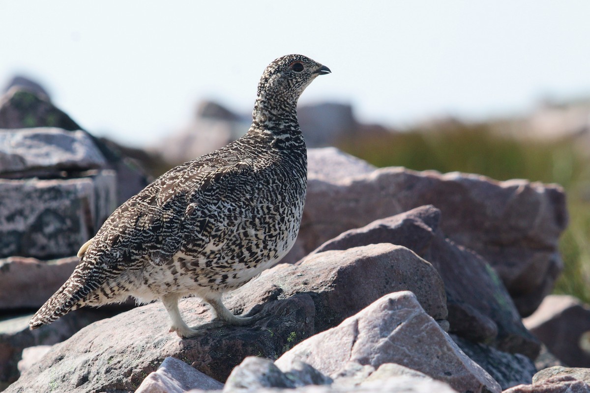 Rock Ptarmigan - James Teitgen