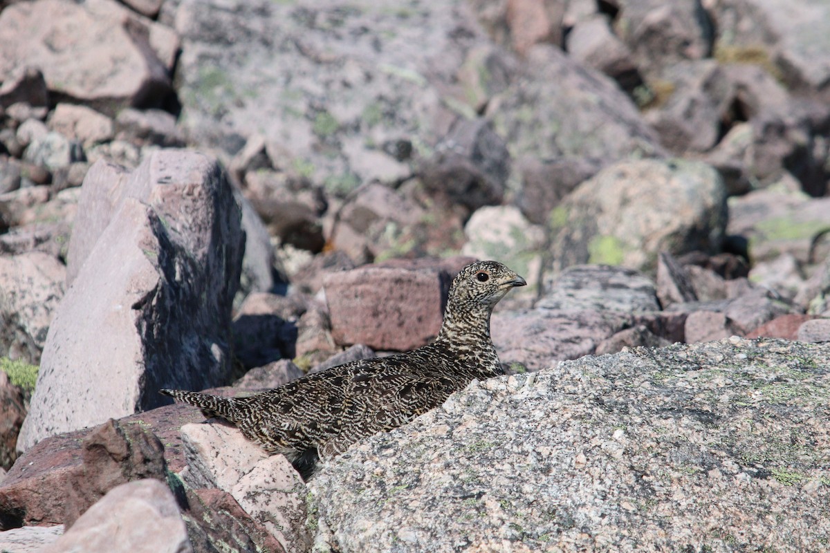 Rock Ptarmigan - James Teitgen