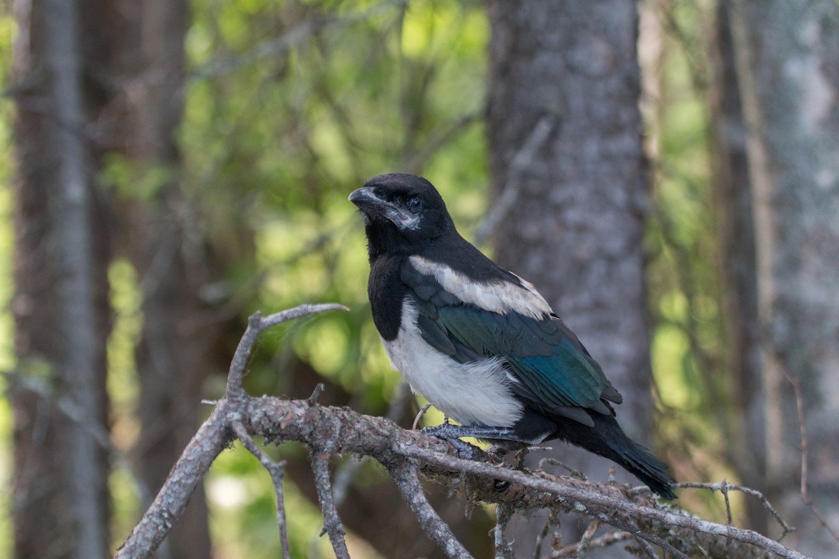 Black-billed Magpie - ML621883800