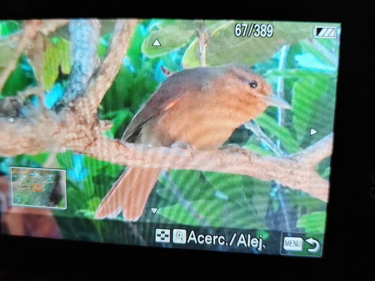 Buff-fronted Foliage-gleaner - Jorge Gabriel Campos