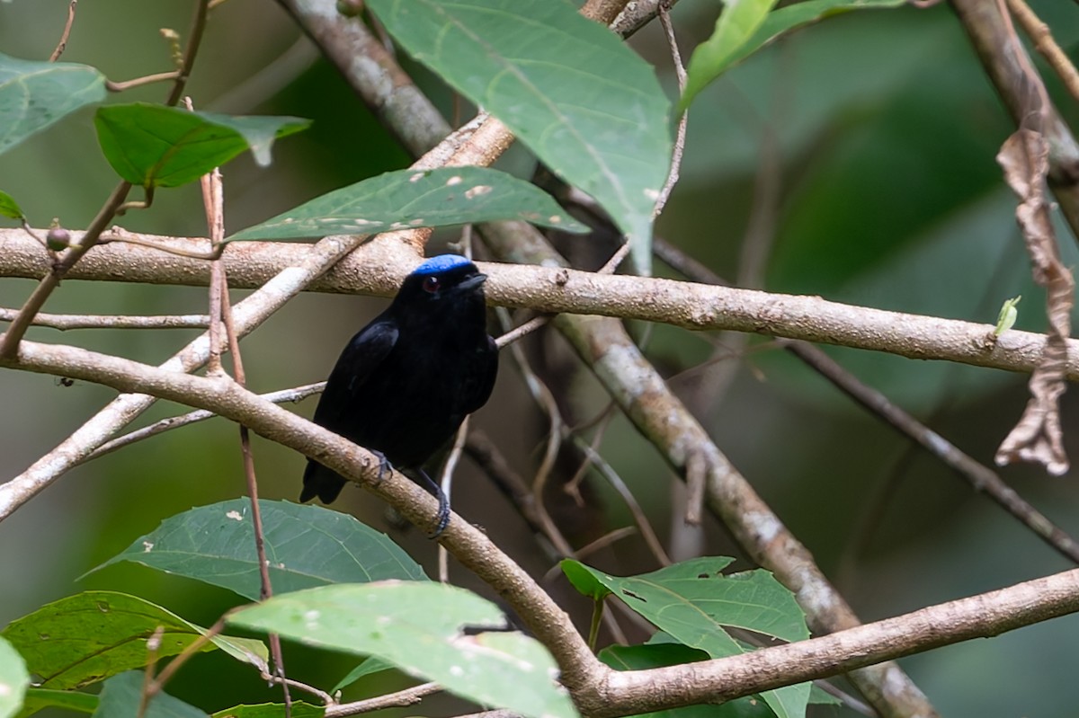 Velvety Manakin - Adam Jackson