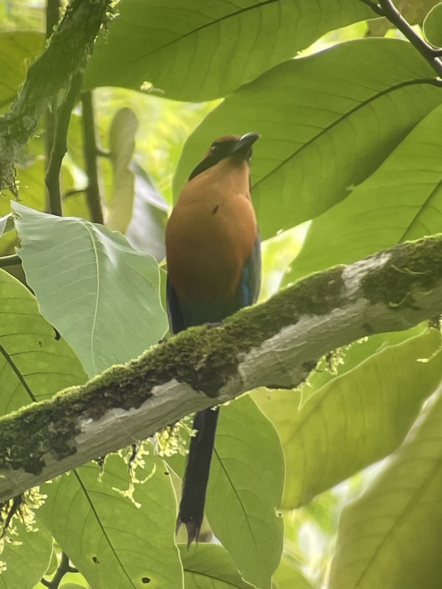 Rufous Motmot - ML621883812