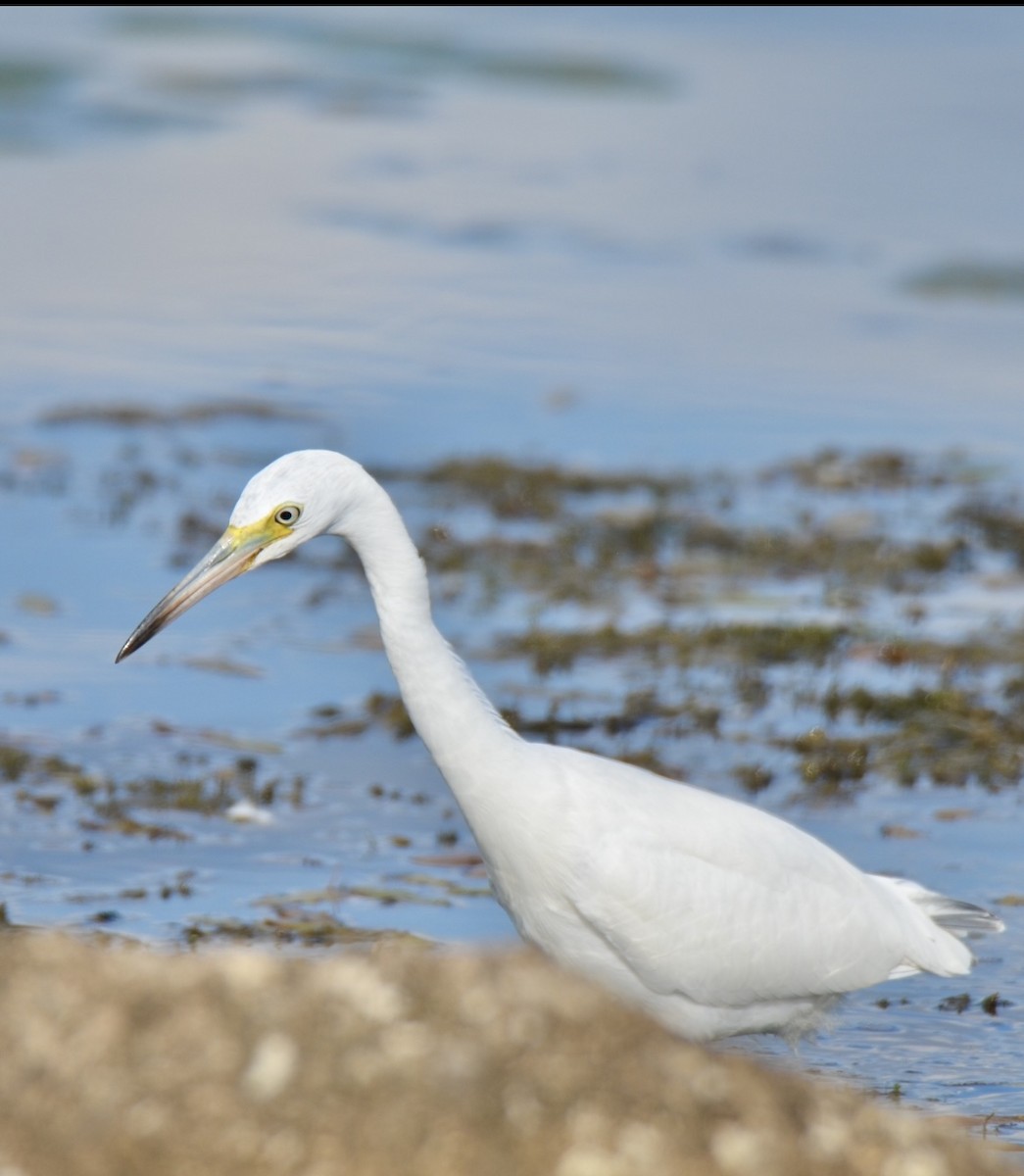 Little Blue Heron - ML621883816