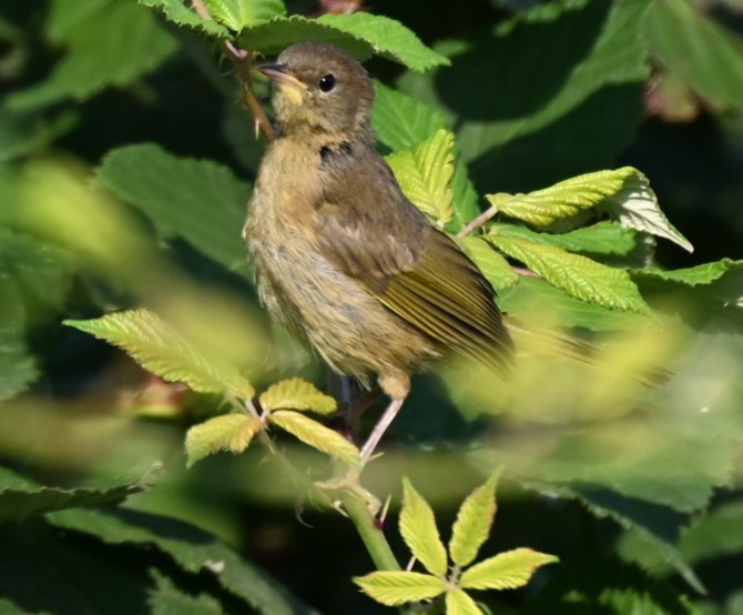 Common Yellowthroat - ML621883818