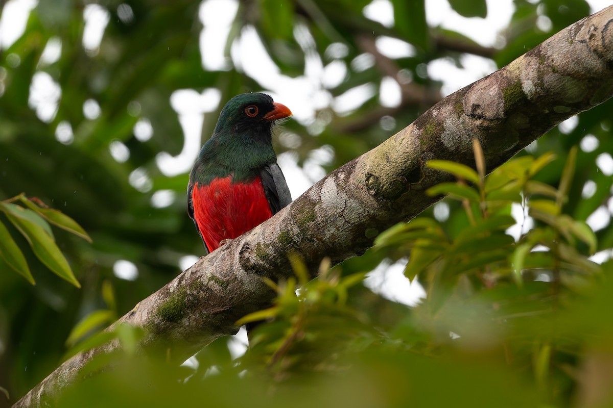 Gri Kuyruklu Trogon - ML621883820