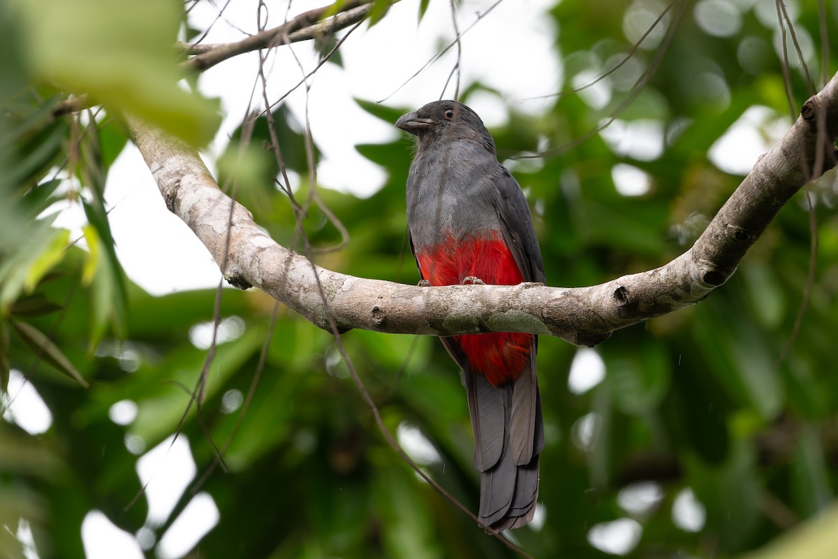 Slaty-tailed Trogon - Adam Jackson