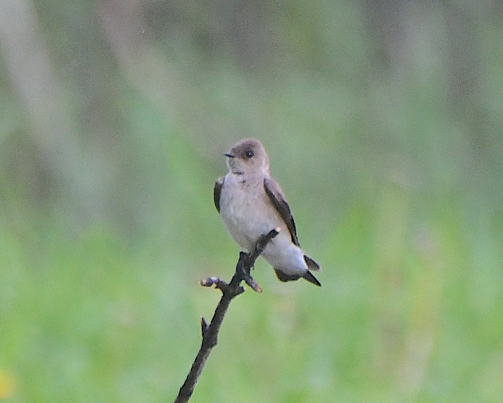 Golondrina Aserrada - ML621883828