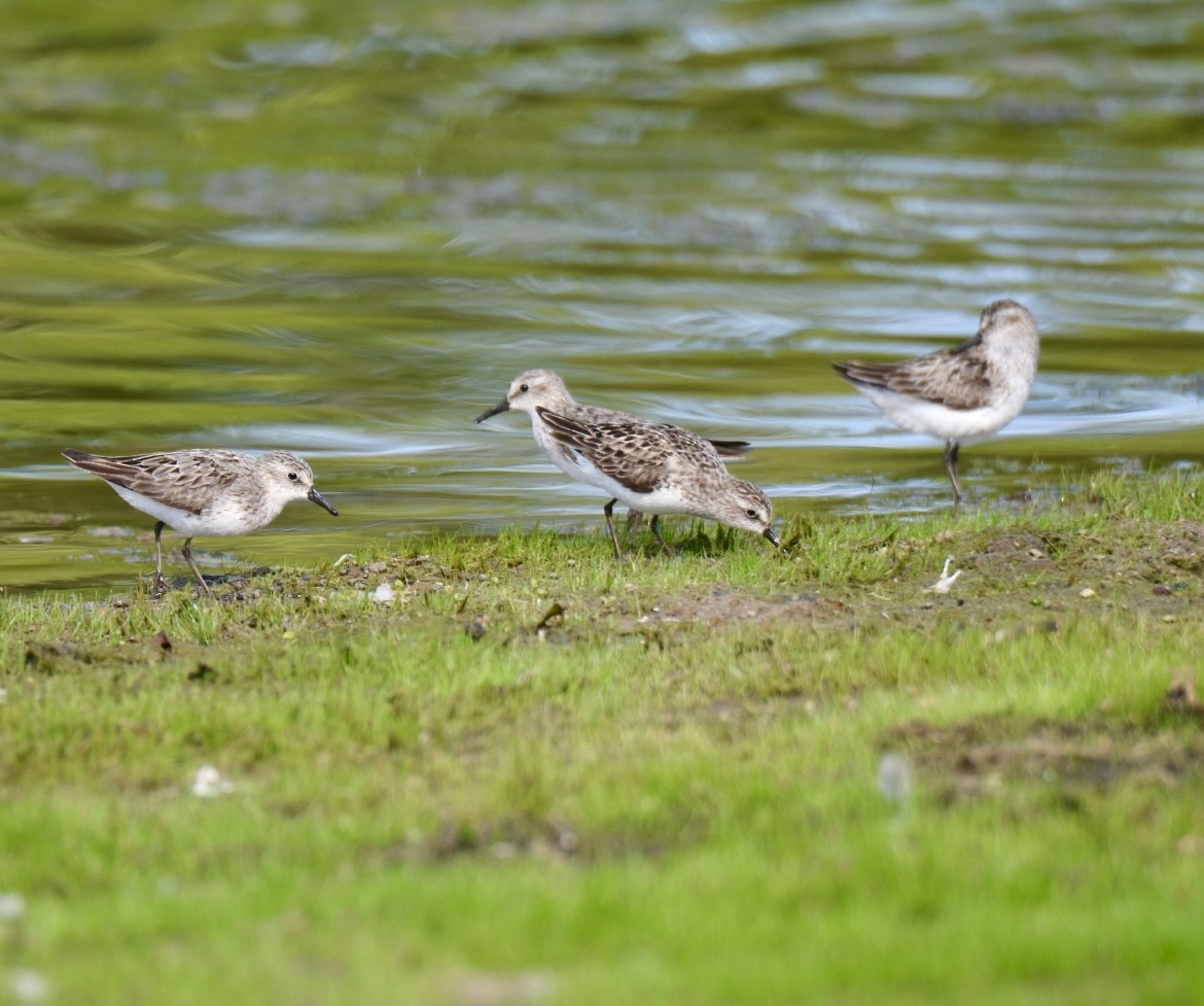 Semipalmated Sandpiper - ML621883829
