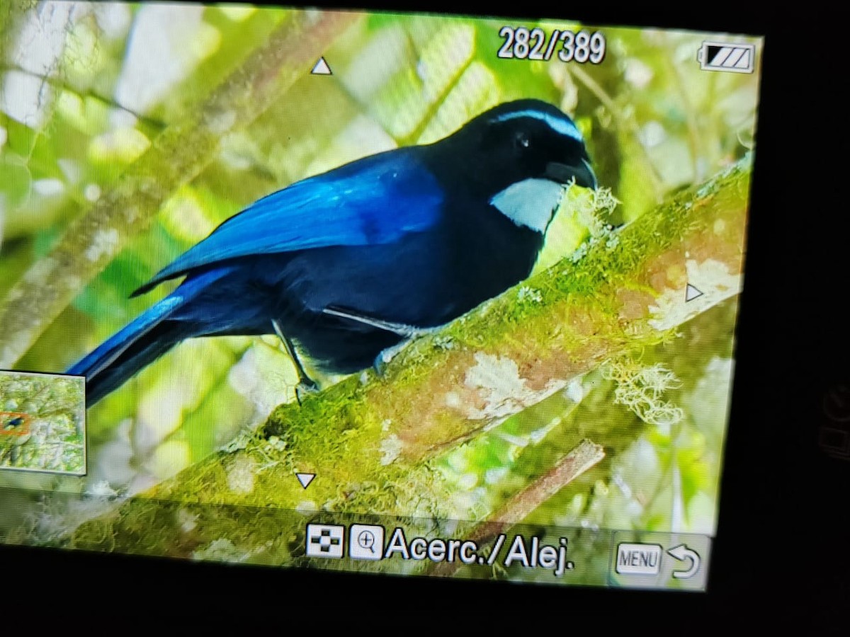 Silvery-throated Jay - ML621883837