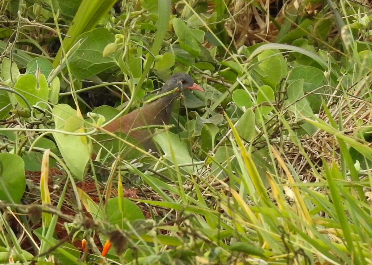 Small-billed Tinamou - ML621883838