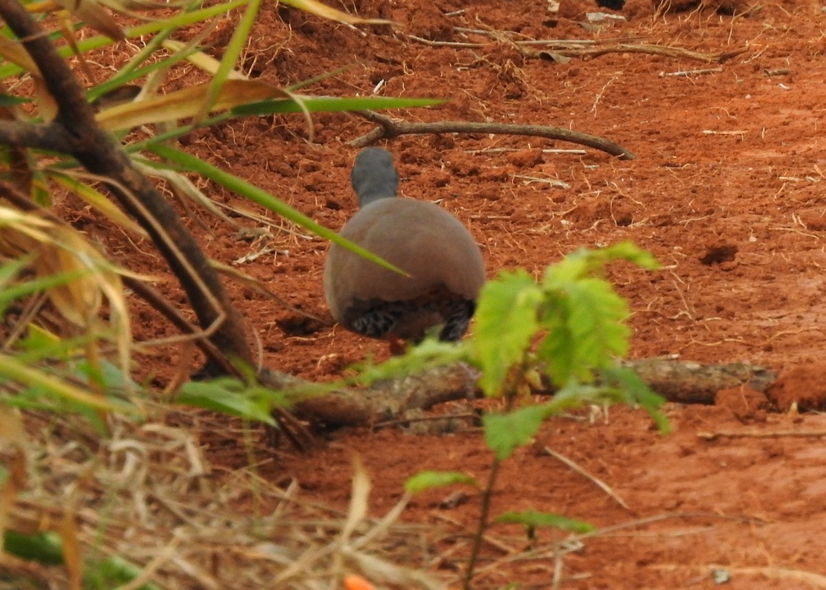 Small-billed Tinamou - ML621883839