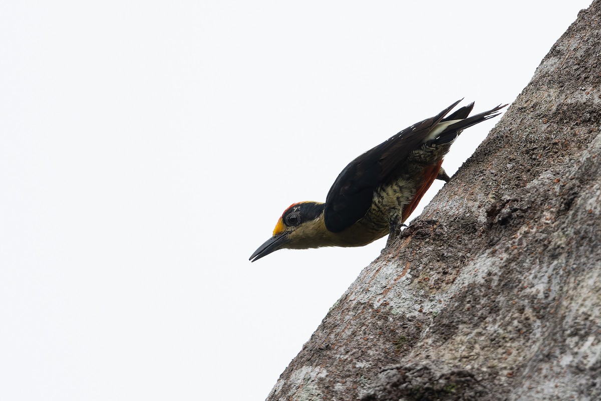 Golden-naped Woodpecker - ML621883847