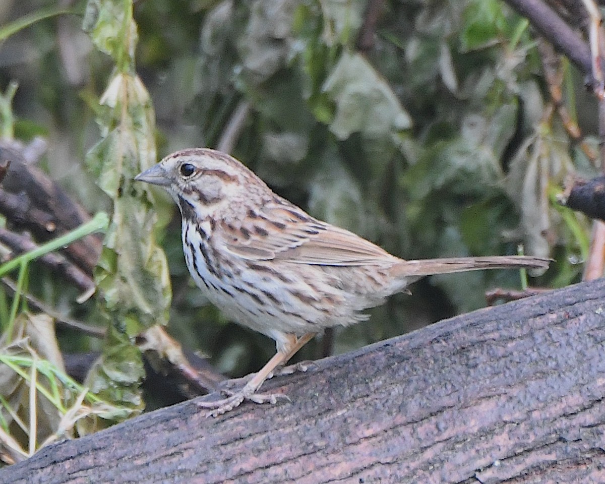 Song Sparrow - ML621883859