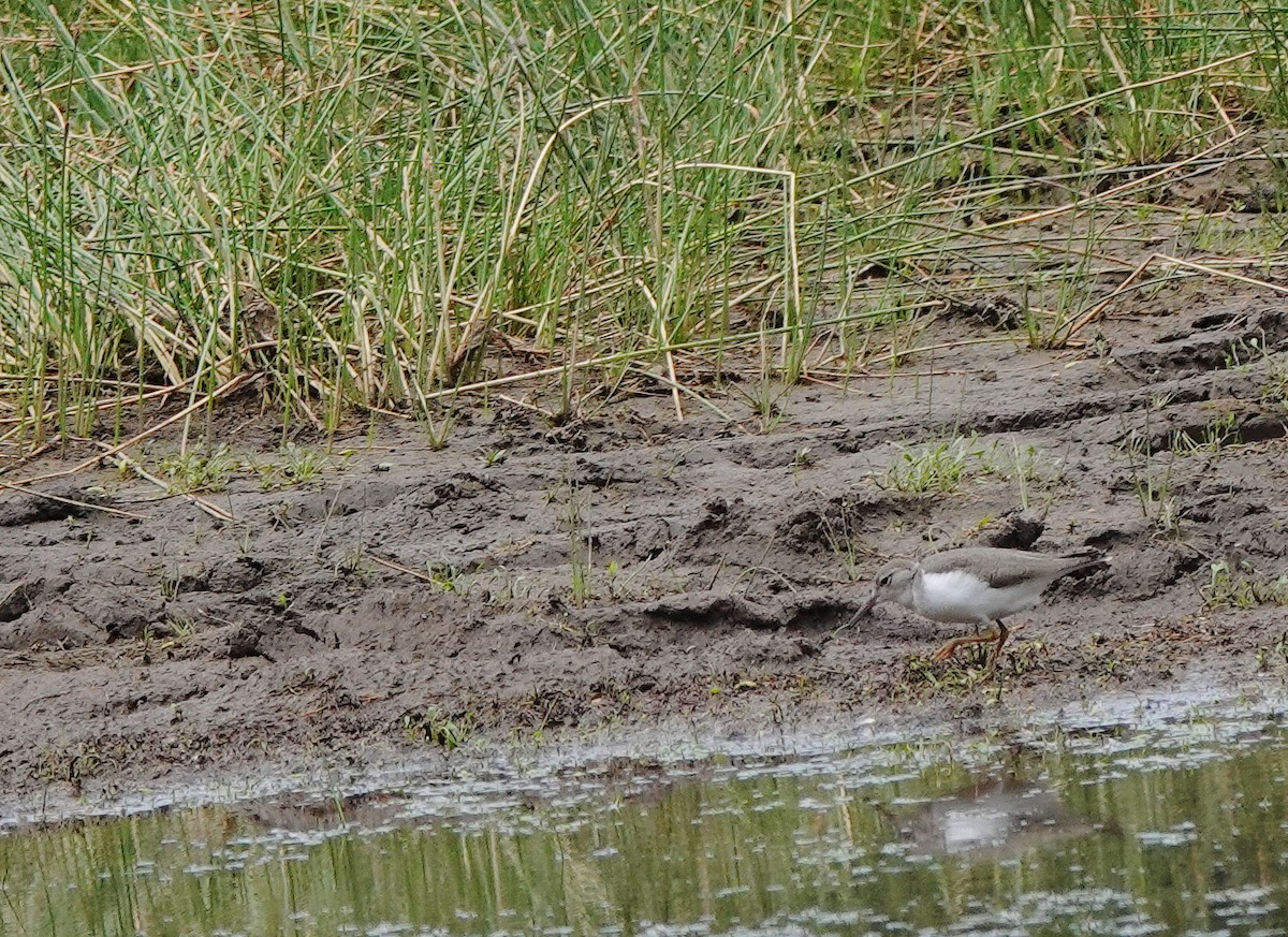 Spotted Sandpiper - ML621883873