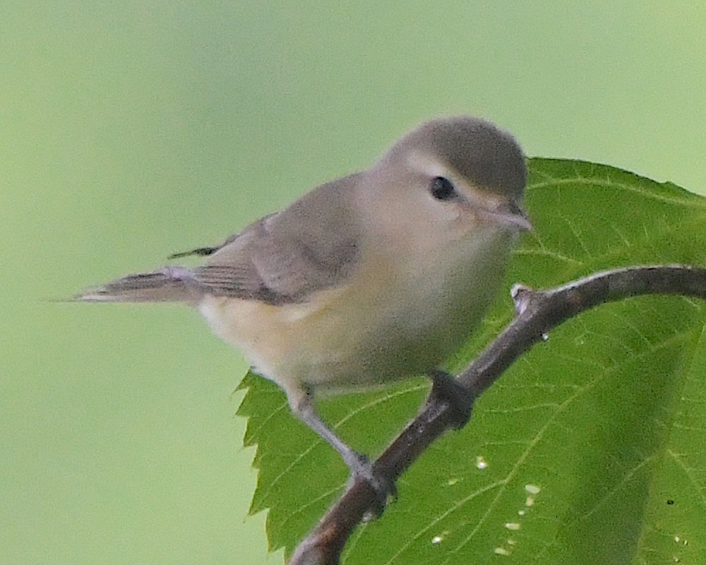 Vireo Gorjeador (gilvus) - ML621883899