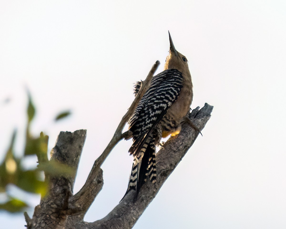 Gila Woodpecker - ML621883931