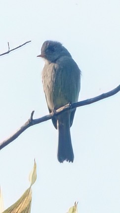 Southern Tropical Pewee - ML621883949