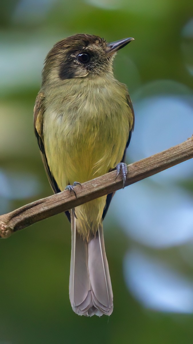 Sepia-capped Flycatcher - ML621883953